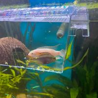 Pesci per acquario pulcher