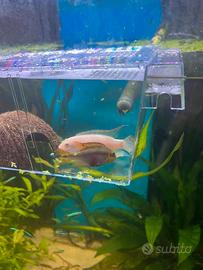 Pesci per acquario pulcher