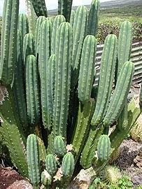 Talee cactus san pedro