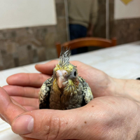 Calopsite allevate a mano