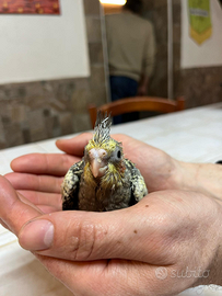 Calopsite allevate a mano