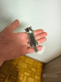 Minighiri africani (animali esotici)