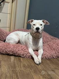 Amstaff