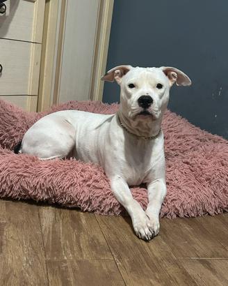 Amstaff