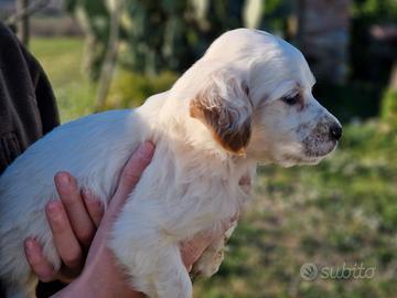 Cucciolo setter inglese