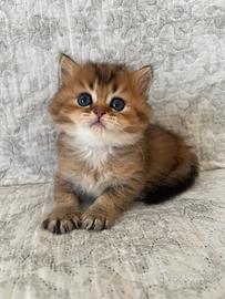 British Longhair