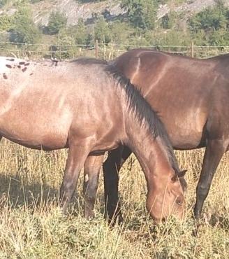 Appaloosa