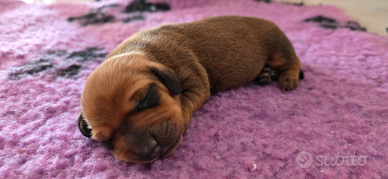 Bassotti vari colori con pedigree