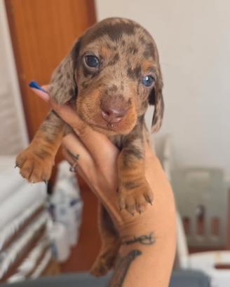 Cuccioli bassotto Arlecchino