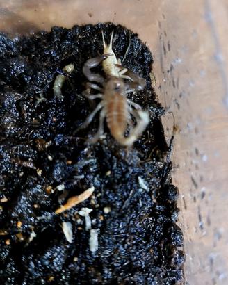 29 Scorpioni heterometrus spinifer baby