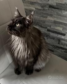 Maine Coon femmina 18 mesi