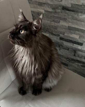 Maine Coon femmina 18 mesi