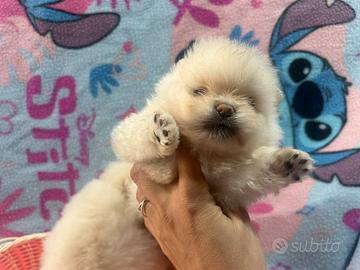 Pomerania