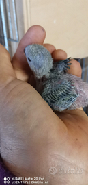 Pulli inseparabili fischer blu