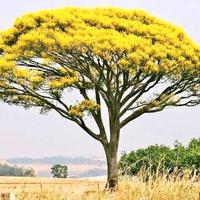 20€ alberi gialli di guapuruvu,