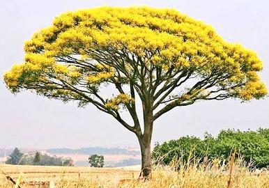 20€ alberi gialli di guapuruvu,