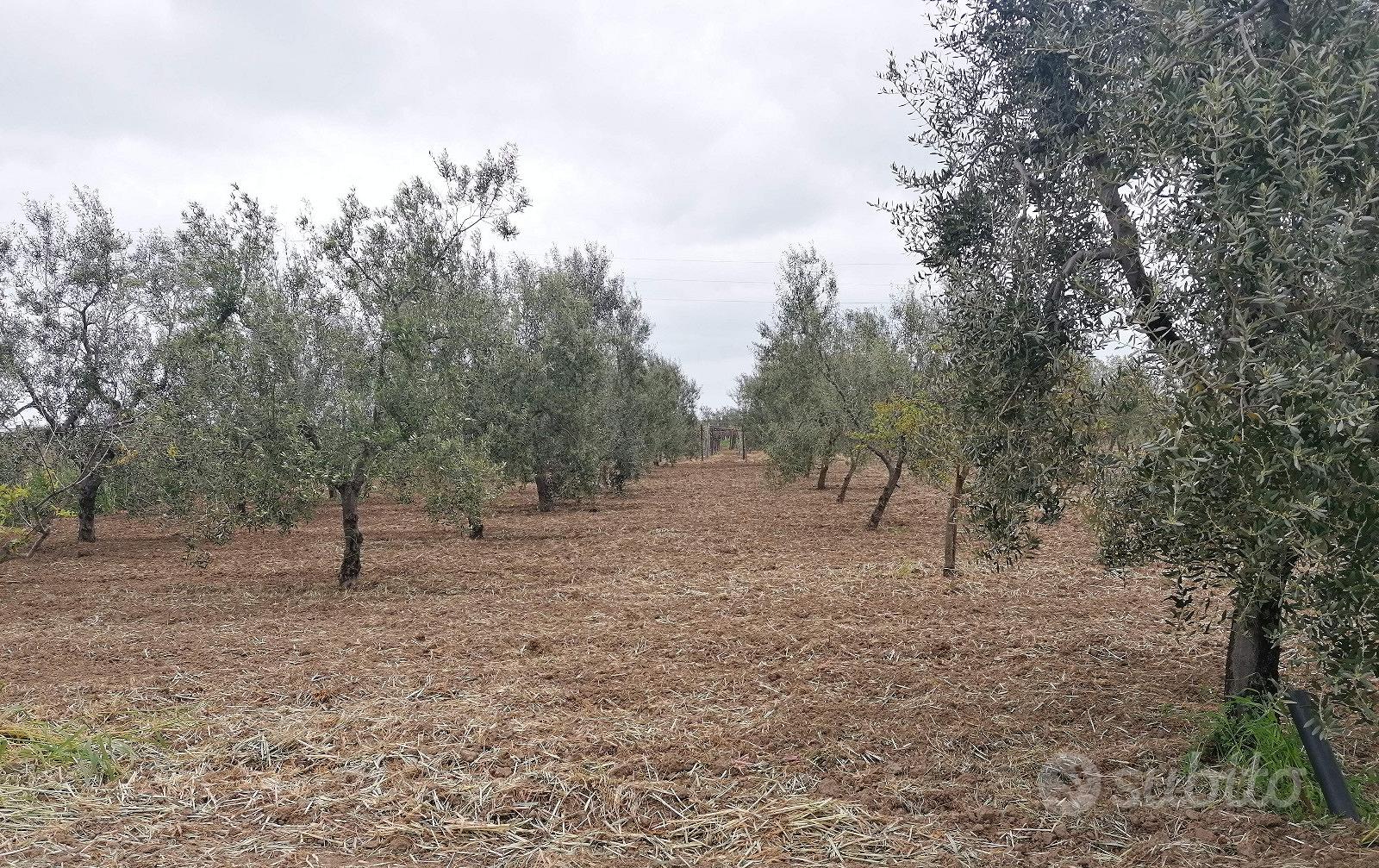 Uliveto a Margherita di Savoia - View 4