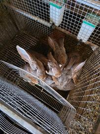 Conigli di circa 3 mesi