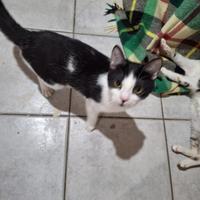 Adriano gattino 8 mesi