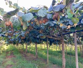 Terreno agricolo 15mila mq con actinidia