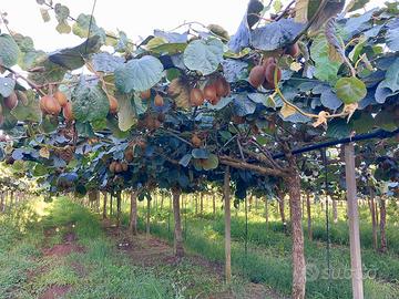 Terreno agricolo 15mila mq con actinidia