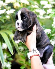 Boxer Cuccioli