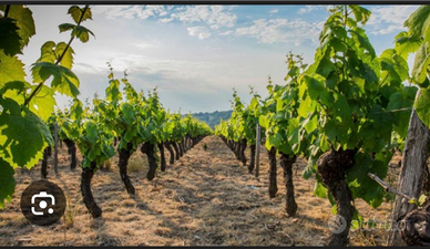 Titoli vigneto Regione Lombardia