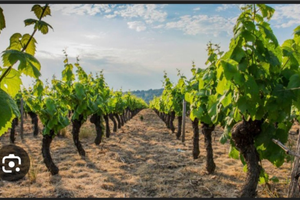 Titoli vigneto Regione Lombardia