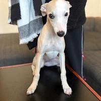 Cucciola whippet disponibile