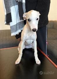 Cucciola whippet disponibile
