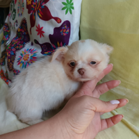 Chihuahua femminuccia