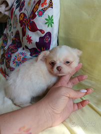 Chihuahua femminuccia