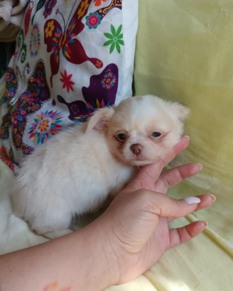 Chihuahua femminuccia