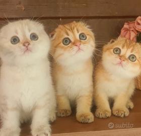 Gattini di razza cuccioli