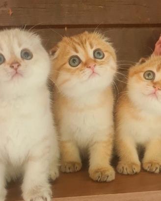 Gattini di razza cuccioli