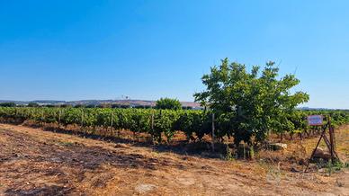 Terreno agricolo con vigneto di uva Primitivo
