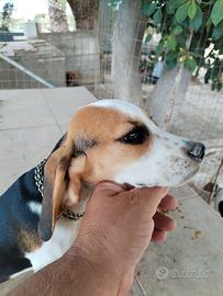 Cucciola Beagle originale