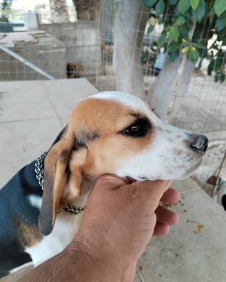 Cucciola Beagle originale