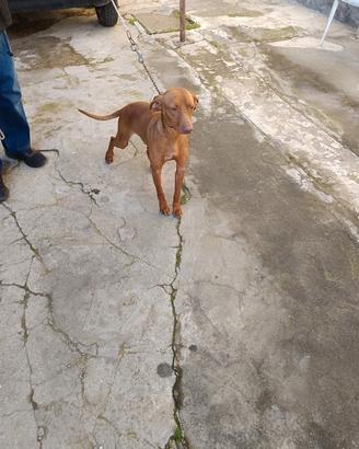 Cane da caccia