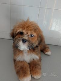 Lhasa apso