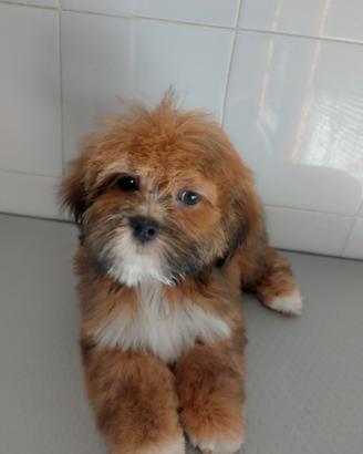 Lhasa apso