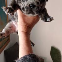 Cucciolo bulldog francese 500