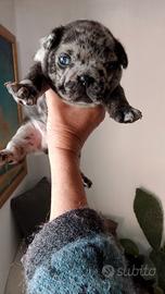 Cucciolo bulldog francese 500