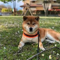 Monta Shiba Inu