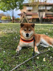 Monta Shiba Inu
