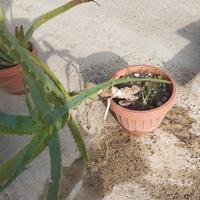 Vaso con pianta grassa (ALOE).
