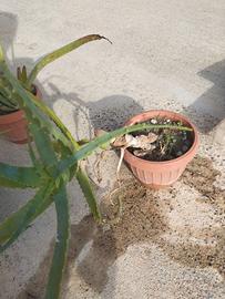 Vaso con pianta grassa (ALOE).