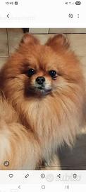Spitz piccolo