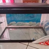 Acquario