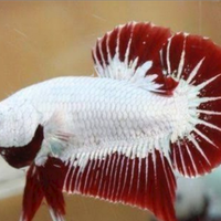 Betta splendens HMPK